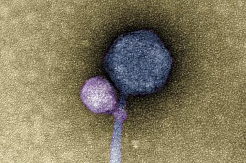 چسبیدن ویروس ها به یکدیگر برای اولین بار رصد شد