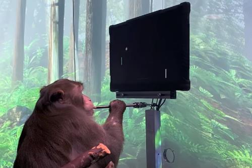 تجربه یك میمون از انجام بازی ویدئویی به كمك ذهن