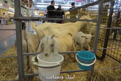 دام، طیور و چرم صاحب كانون های دانش و صنعت شدند