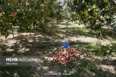 شرکت های دانش بنیان به کمک حل چالش های حوزه کشاورزی می آیند