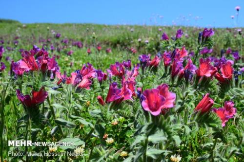 مواد موثره گیاهان دارویی ایران به ژاپن صادر شد