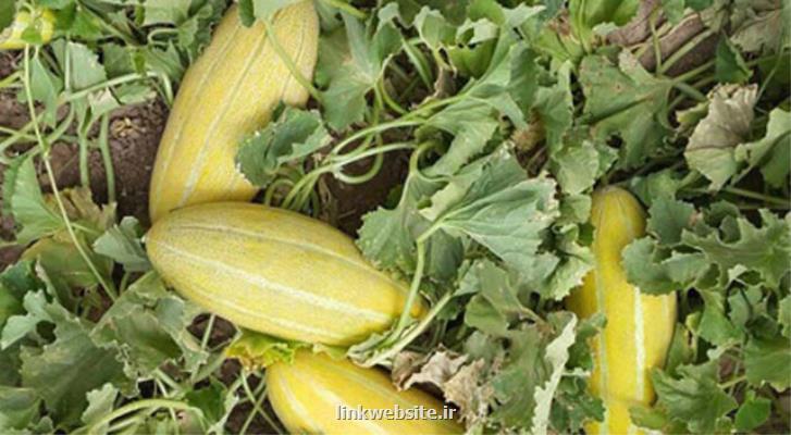 تأمین نیاز کشور به بذرهای اصلاح شده از جانب دانش بنیان ها