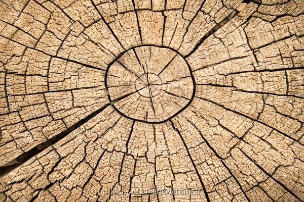 کشف بزرگترین طوفان خورشیدی از روی درخت باستانی