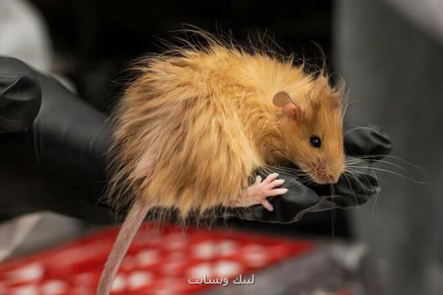 موش پشمالو، قدمی بزرگ به طرف بازسازی ماموت ها