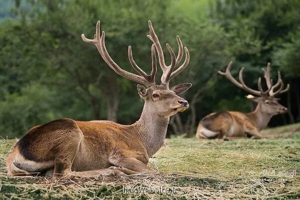پروژه باز وحشی سازی گوزن ایرانی مرال با موفقیت اجرا شد