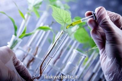 آنالیز ژنتیكی و مولكولی ترایكم و ریشه های مویین گیاهان