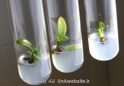 فناوری بذر صیفی جات در كشور توسعه می یابد
