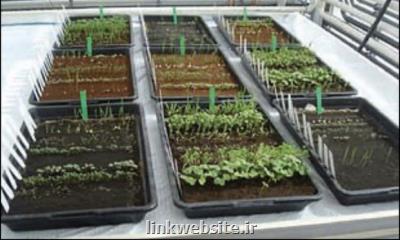 گوجه فرنگی و لوبیا روی خاك ماه و مریخ كاشته شدند