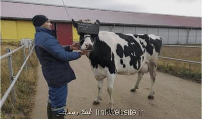 گاوها برای افزایش شیر دهی عینك واقعیت مجازی می زنند