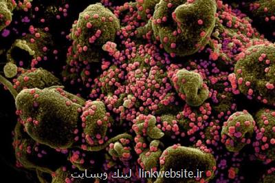 امكان تولید واكسن كرونا با وجود جهش ویروس